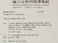 偏腫栓菌藏品圖，第2張