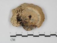 偏腫栓菌藏品圖，第1張