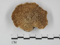 偏腫栓菌藏品圖，第3張