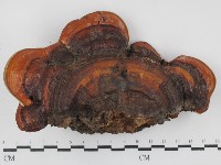 靈芝屬藏品圖，第1張