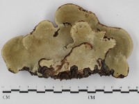 靈芝屬藏品圖，第3張