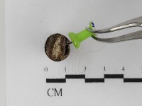 登錄號:F0031400藏品圖，第3張