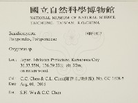 銳孔菌屬藏品圖，第2張