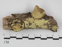 登錄號:F0031403藏品圖，第1張