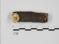 栓菌屬藏品圖，第1張