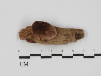 登錄號:F0031410藏品圖，第1張