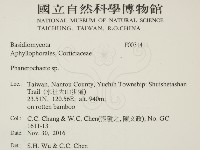 顯絲菌屬藏品圖，第2張