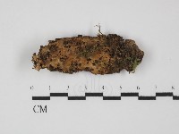 登錄號:F0031419藏品圖，第1張