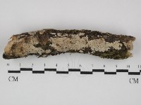 刺皮菌屬藏品圖，第1張