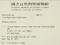顯絲菌屬藏品圖，第2張