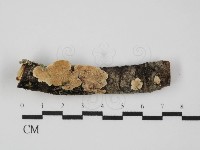 齒耳菌屬藏品圖，第1張