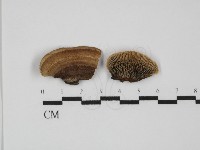 登錄號:F0031431藏品圖，第1張