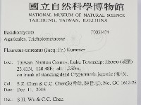 糙皮側耳藏品圖，第2張