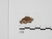 登錄號:F0031438藏品圖，第1張