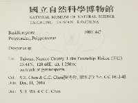 銳孔菌屬藏品圖，第2張