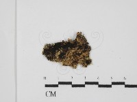 銳孔菌屬藏品圖，第3張