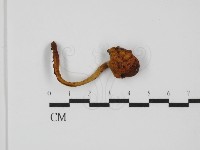 登錄號:F0031456藏品圖，第5張