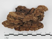 登錄號:F0031458藏品圖，第3張