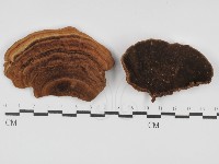 登錄號:F0031459藏品圖，第1張