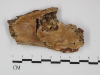 登錄號:F0031463藏品圖，第1張