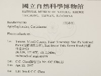 顯絲菌屬藏品圖，第2張