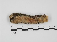 顯絲菌屬藏品圖，第1張