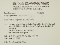 剛毛絲皮菌藏品圖，第2張