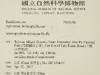 裂褶菌藏品圖，第2張