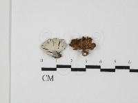 裂褶菌藏品圖，第1張