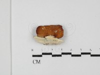 登錄號:F0031497藏品圖，第3張