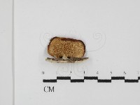 登錄號:F0031497藏品圖，第4張