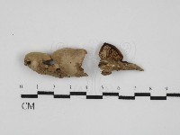 登錄號:F0031505藏品圖，第1張
