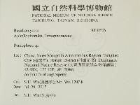 筍殼菌屬藏品圖，第2張