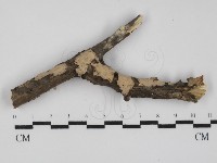 筍殼菌屬藏品圖，第1張