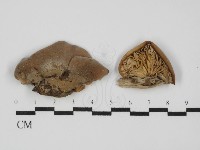 登錄號:F0031507藏品圖，第1張