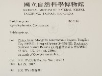 擬射脈菌屬藏品圖，第2張