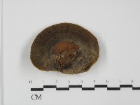 登錄號:F0031511藏品圖，第1張