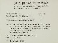 剛毛絲皮菌藏品圖，第2張