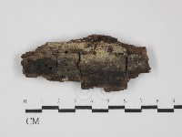 阿太菌屬藏品圖，第1張