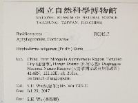 剛毛絲皮菌藏品圖，第2張