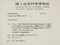 銳孔菌屬藏品圖，第2張