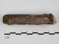 孔韌菌屬藏品圖，第1張