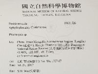 擬射脈菌屬藏品圖，第2張