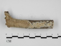 擬射脈菌屬藏品圖，第1張