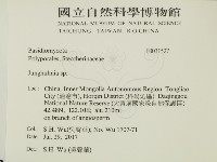 容氏菌屬藏品圖，第2張