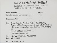 顯絲菌屬藏品圖，第2張