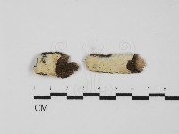 登錄號:F0031544藏品圖，第1張