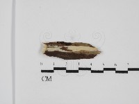 登錄號:F0031547藏品圖，第1張