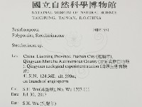 齒耳菌屬藏品圖，第2張