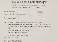 齒耳菌屬藏品圖，第2張
